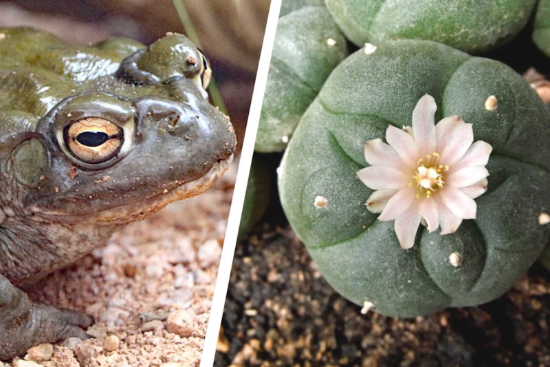 تجارت سیاه دارک وب؛ فروش هزاران گونه جانوری و گیاهی برای تولید مواد روانگردان